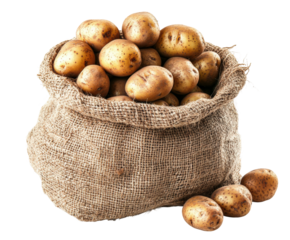 Harvesting potatoes farm field food natural isolated on transparent background