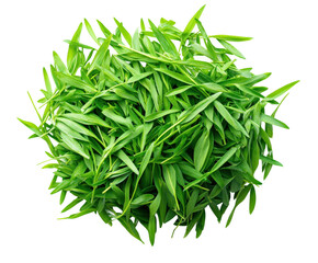 Harvesting fresh green herbs kitchen food natural light isolated on transparent background