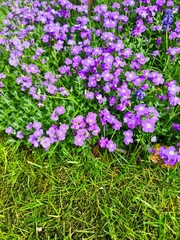 Purple aubrieta flowers growing in a garden bed next to green grass