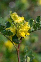Close up of sweet broom (genista stenopetala) flowers in bloom