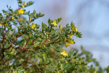 Close up of sweet broom (genista stenopetala) flowers in bloom
