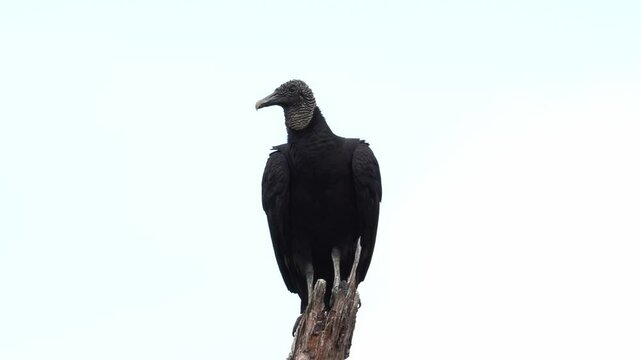 Black Vultures perched with wings wide open under the sun, preening their feathers. Captures natural behavior in a tropical environment.
