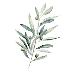 Watercolor Olive Branches &ndash; Botanical Clipart of Green and Black Olives, Leaves, and Wreaths on White Background