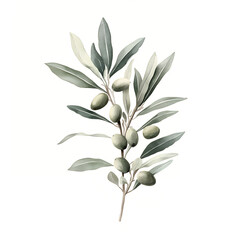 Watercolor Olive Branches &ndash; Botanical Clipart of Green and Black Olives, Leaves, and Wreaths on White Background