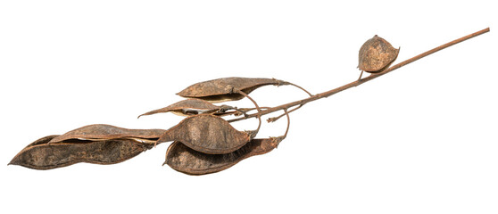 Fototapeta premium Branch with dry brown seed pods, isolated background