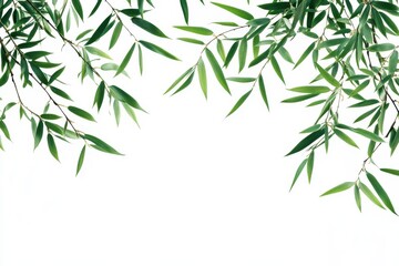 Naklejka premium Elegant Bamboo Leaves Border on White