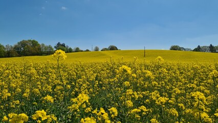 Paysage de champ de colza dans le Limousin