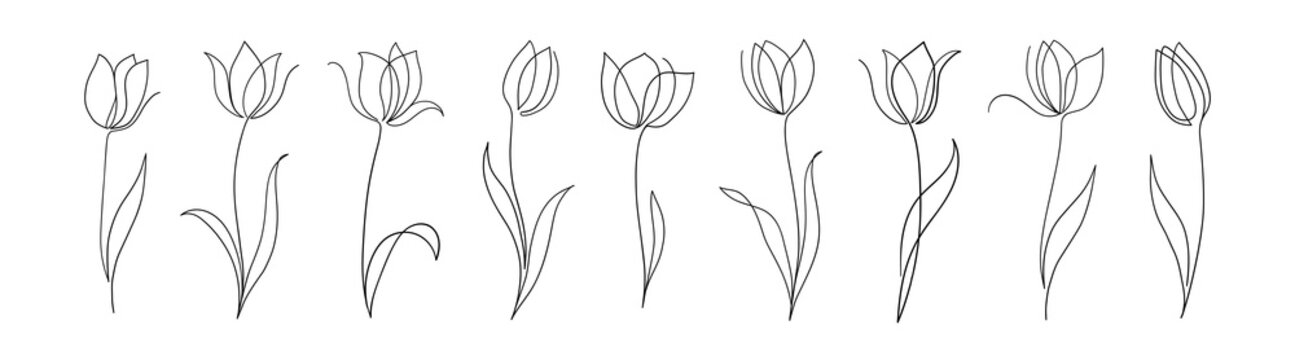 Set of one line tulips. Hand drawn contuor drowing of spring flowers. Modern single line art. Vector minimal floral illustration.	
