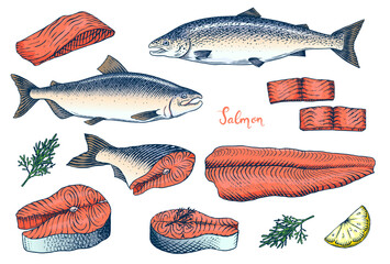 Fish sketch. Salmon fillet, ink hand drawn vector illustration. Steaks slices. Fresh product. Engraved style vintage seafood. sea food restaurant menu, cooking recipe, product package, card
