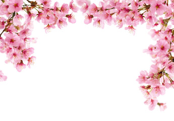 Fresh bright pink cherry blossom flowers on a tree branch in spring, sakura springtime season, isolated against a transparent background. 
