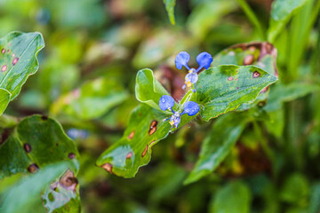 Commelina benghalensis, also known as Trapoeraba, andaca, andacá, andarca, yerba-de-santa-luzia, maria-mole, marianinha-branca or rabo-de-cachorro, is a species of plant in the Commelinaceae family

