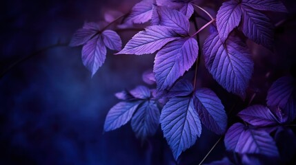 Violet Leaves