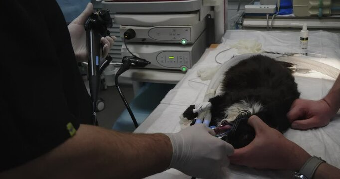 Examination of the digestive tract of a cat using a gastroscope. Veterinarians perform a gastroscopy procedure on an anesthetized cat using specialized equipment in a veterinary clinic.