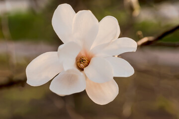 Biały kwiat magnolii (Magnolia spp.) o dużych, miękkich płatkach jest oświetlony ciepłym, złotym światłem zachodzącego słońca.  Tło to rozmyte gałęzie i zieleń, tworząc spokojne, naturalne otoczenie,
