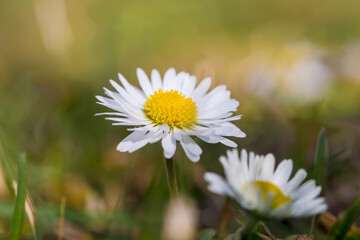Wiosenne stokrotki (Bellis perennis) kwitną w trawie na trawniku w mieście. Białe stokrotki  pośród bujnej zielonej trawy Każdy kwiat ma jasnożółty centralny dysk otoczony delikatnymi białymi płatkami © Grzegorz