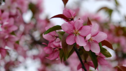 Fototapeta premium pink flowering tree