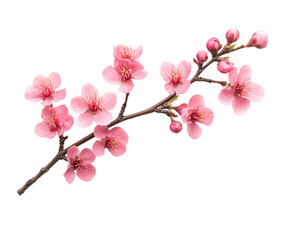 Cherry blossom branch in nature floral arrangement springtime isolated on transparent background