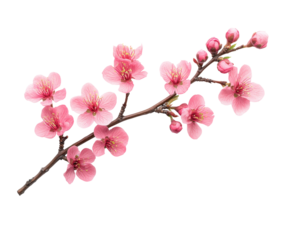 Cherry blossom branch in nature floral arrangement springtime isolated on transparent background