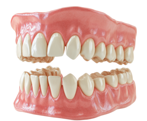 Dental anatomy model laboratory educational content detailed isolated on transparent background