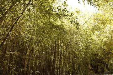 JARDIN BOTANICO LA CONCEPCION. MÁLAGA.