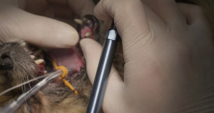 Veterinary surgeon delicately removes an epulis tumor from a dog's gum using a precise laser scalpel, ensuring the animal's comfort and well-being during the procedure.