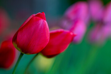 Naklejka premium Tulpe / Tulip