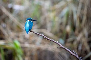 Eisvogel / Kingfisher
