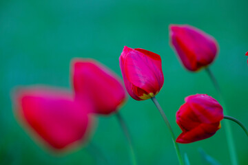 Tulpe / Tulip