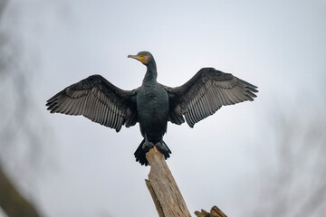 Kormoran / Cormorant
