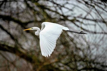 Silberreiher / Heron
