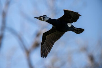 Kormoran / Cormorant