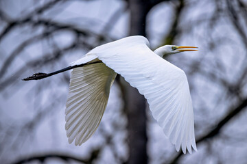 Silberreiher / Heron