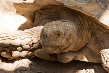 Long-lived land reptiles attract human attention