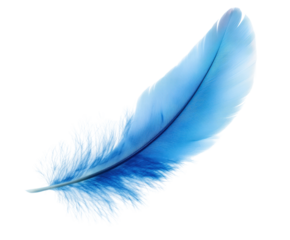 Delicate blue feather nature artistic soft light isolated on transparent background