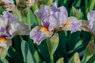 Close-Up of a purple iris flower blooming in a green garden setting
