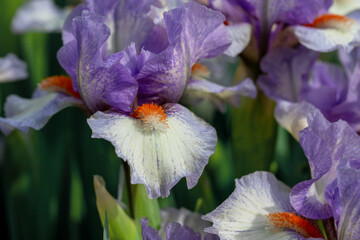 Close-Up of vibrant purple irises with striking details in bloom