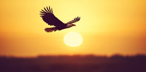 Obraz premium During sunset, a majestic eagle soars through the colorful sky over a serene landscape