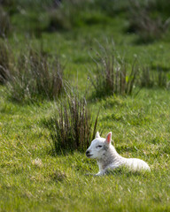 A baby lamb is laying in the grass
