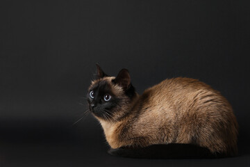 Adorable Thai cat on black background. Space for text