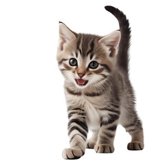 Fototapeta premium Cute kitten cat playing, filled with energy and joy, perfect for pet-related content, playful animal themes, and adorable imagery.