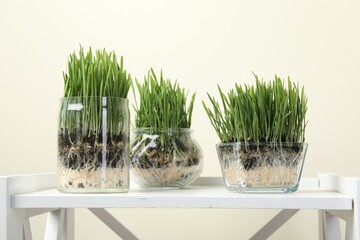 Wheat grass in transparent pots on white shelf against beige background