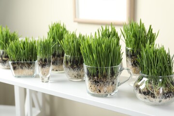 Wheat grass in transparent pots on white shelf indoors, closeup
