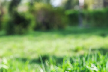 Green grass growing outdoors on spring day, blurred view