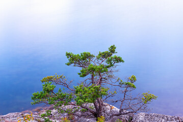 Bonsai-like pine tree on a rock of a skerry island, Risør, South Norway