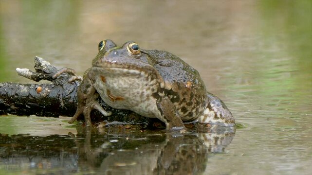 Closeup footage of an African bullfrog resting on a tree log in the swamp during daytime