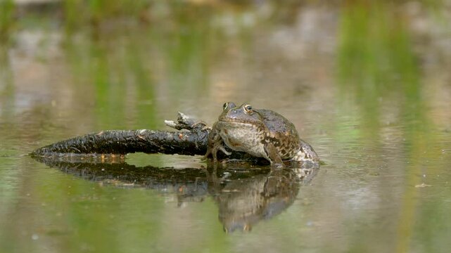 African bullfrog (Pyxicephalus adspersus) resting on a tree log in the swamp during daytime