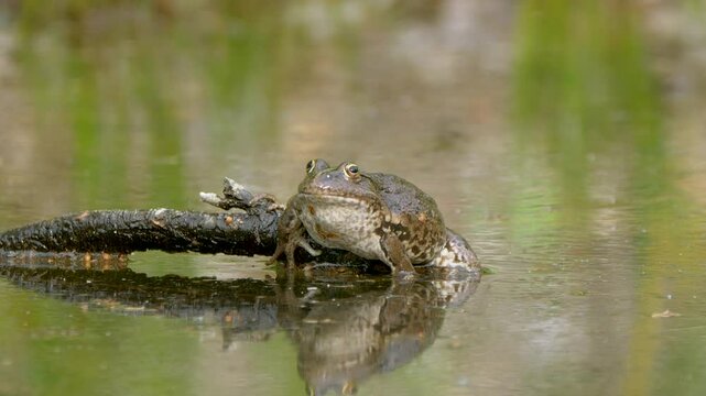 African bullfrog (Pyxicephalus adspersus) resting on a tree log in the swampon a sunny day