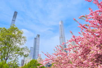 Cherry blossom tree sakura blooming in Central Park, New York © Venu