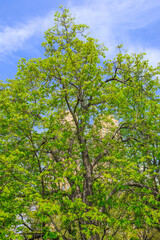 Spring in Central Park, New York City