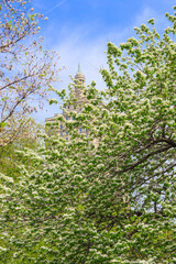 Spring in Central Park, New York City